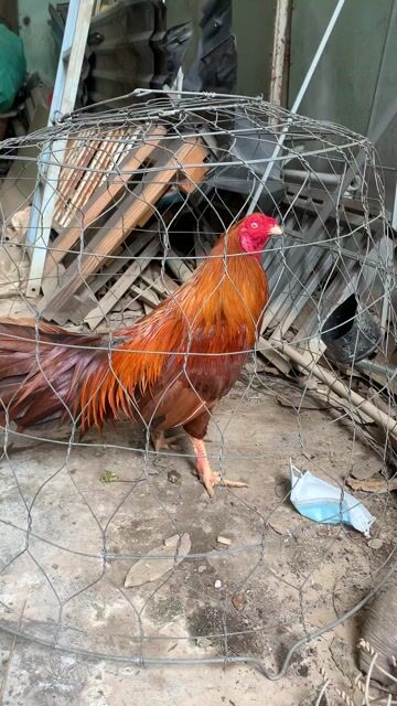 Gà chọi Khét 2.7kg Đực. Mua bán Gà tại Quận Thốt Nốt Cần Thơ được đăng bởi tô sĩ lực hình 1