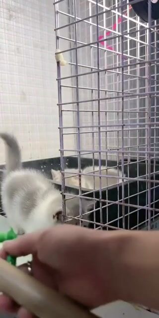 Mèo Anh lông ngắn Lilac golden 2 tháng. Mua bán Mèo tại Thành phố Thủ Dầu Một Bình Dương được đăng bởi Ly Vo hình 1