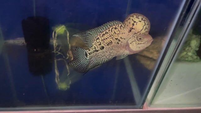 Cá la hán Kamfa f2 3n. Mua bán Thú cưng khác tại Quận 7 Tp Hồ Chí Minh được đăng bởi Cá La Hán Q7 hình 1