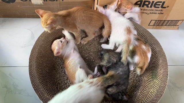 BÉ MÈO XINH BÁM CHỦ, CẦM TÌM CHỦ TỐT. Mua bán Mèo tại Huyện Bình Chánh Tp Hồ Chí Minh được đăng bởi Quyên hình 1