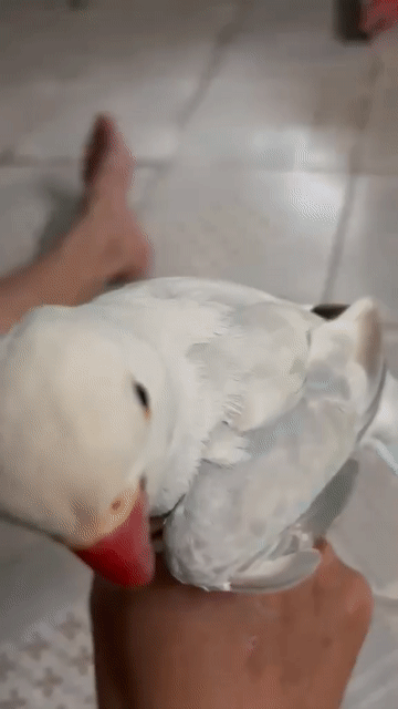 Vẹt Ringneck blue pallid Xanh nhạt. Mua bán Chim tại Quận 11 Tp Hồ Chí Minh được đăng bởi Bo hình 1