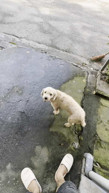 Chó Poodle Nâu vàng 7kg. Mua bán Chó tại Quận Bắc Từ Liêm Hà Nội được đăng bởi nguyễn hồng phong hình 1