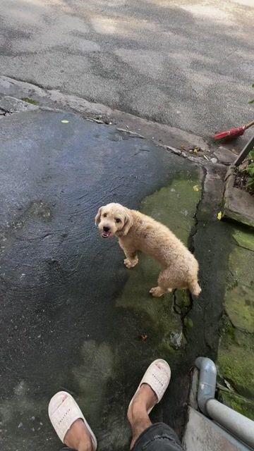 Chó Poodle Nâu vàng 7kg. Mua bán Chó tại Quận Bắc Từ Liêm Hà Nội được đăng bởi nguyễn hồng phong hình 1