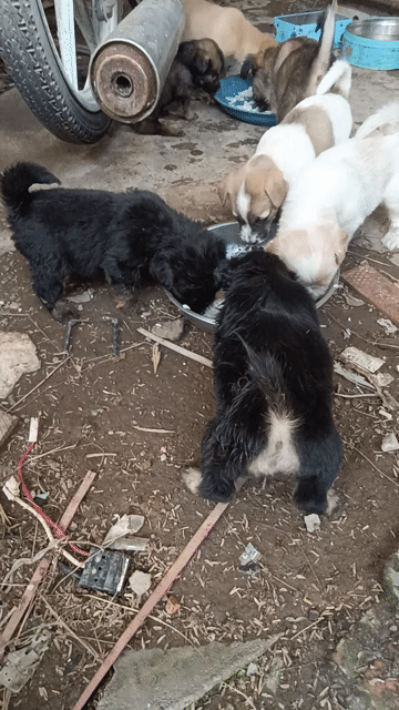 Chó Poodle lai Nhật Đen Nâu Trắng. Mua bán Chó tại Thành phố Thuận An Bình Dương được đăng bởi nguyễn hoàng hình 1