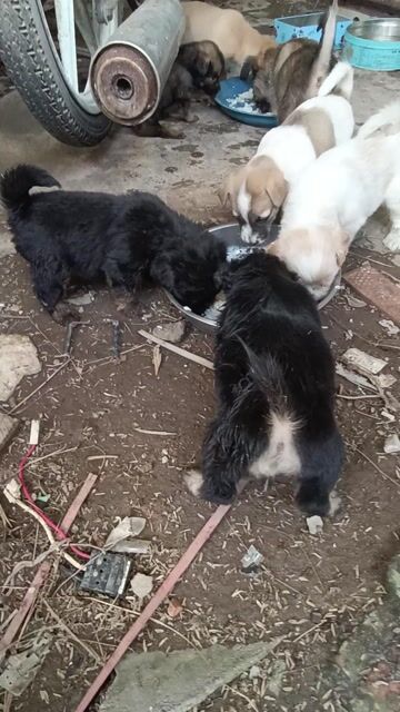 Chó Poodle lai Nhật Đen Nâu Trắng. Mua bán Chó tại Thành phố Thuận An Bình Dương được đăng bởi nguyễn hoàng hình 1