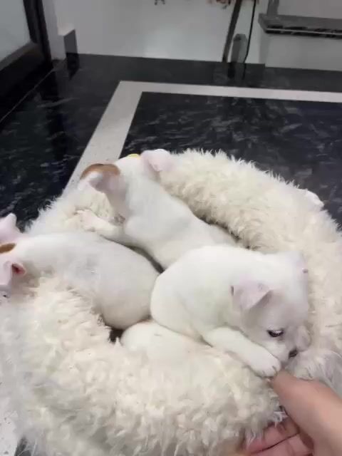 Chó Phốc con. Mua bán Chó tại Huyện An Dương Hải Phòng được đăng bởi Hoàng Tạ hình 1