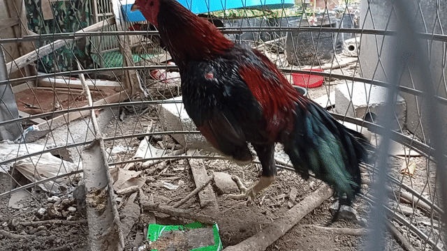 Gà trống chọi bán thịt. Mua bán Gà tại Huyện Tiên Lữ Hưng Yên được đăng bởi Anh Đức hình 1