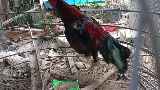 Gà trống chọi bán thịt. Mua bán Gà tại Huyện Tiên Lữ Hưng Yên được đăng bởi Anh Đức hình 1