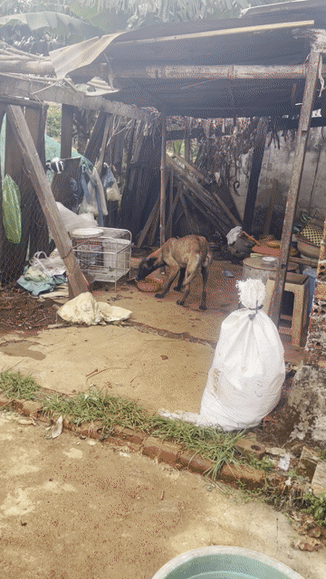 Chó Malinois cái. Mua bán Chó tại Huyện Krông Pắc Đắk Lắk được đăng bởi truong nguyen hình 1