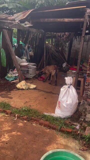 Chó Malinois cái. Mua bán Chó tại Huyện Krông Pắc Đắk Lắk được đăng bởi truong nguyen hình 1