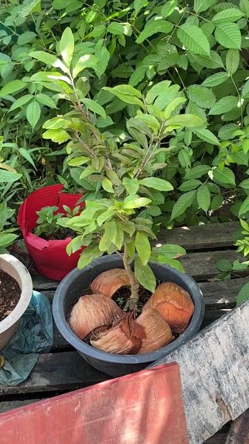 Mai vàng 5 cây. Mua bán Cây cảnh, đồ trang trí tại Quận Cái Răng Cần Thơ được đăng bởi phong9 hình 1