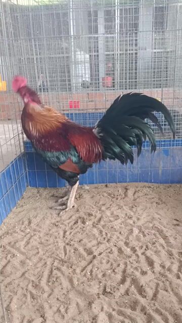 gà nọc 4k2 .tay như trái banh. Mua bán Gà tại Thị xã Tân Châu An Giang được đăng bởi Hùng hình 1