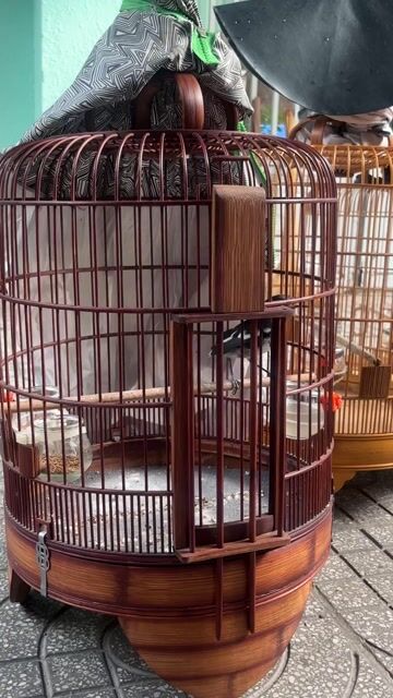 cã bo than non trong. Mua bán Chim tại Huyện Hóc Môn Tp Hồ Chí Minh được đăng bởi tài trần  hình 1