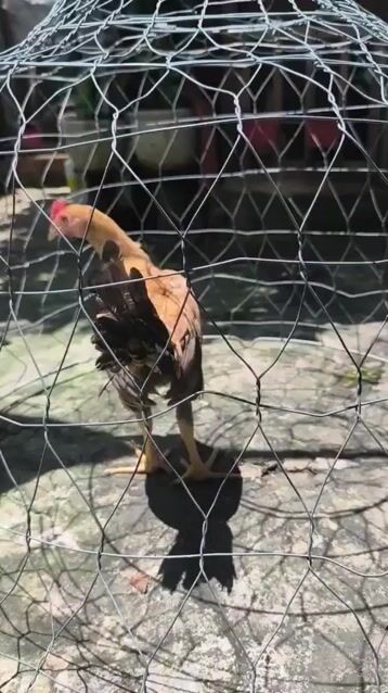 Gà Peru Khét . Mua bán Gà tại Huyện Tân Trụ Long An được đăng bởi Nguyen Tri hình 1