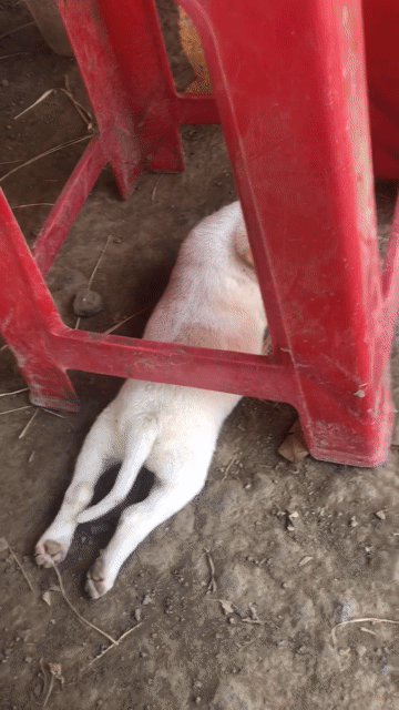 7 bé chó cỏ cần bán gấp. Mua bán Chó tại Huyện Gò Công Đông Tiền Giang được đăng bởi A Nam hình 1