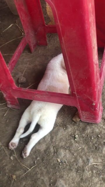 7 bé chó cỏ cần bán gấp. Mua bán Chó tại Huyện Gò Công Đông Tiền Giang được đăng bởi A Nam hình 1