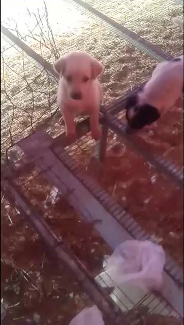 Chó cỏ lai Nhật 2 tháng Đen trắng. Mua bán Chó tại Huyện Hóc Môn Tp Hồ Chí Minh được đăng bởi oanh trần hình 1