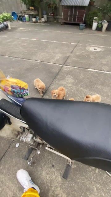 Chó Phốc Sóc con non vàng kem đã tiêm. Mua bán Chó tại Huyện Thanh Oai Hà Nội được đăng bởi Nguyễn Tuấn Em hình 1