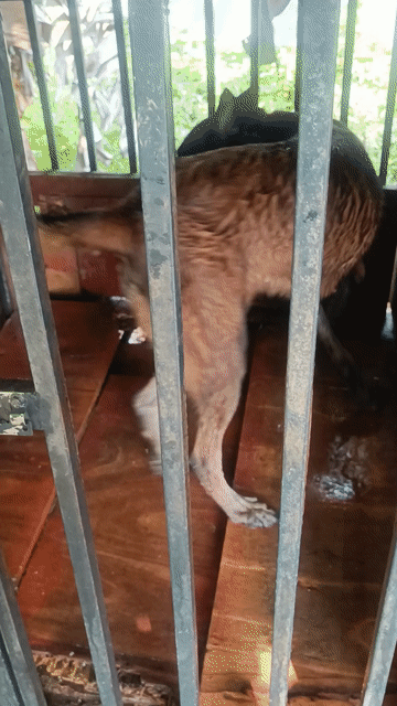 Chó Malinois Bỉ Nâu đen . Mua bán Chó tại Thành phố Thủ Đức Tp Hồ Chí Minh được đăng bởi Bùi Thùy hình 1