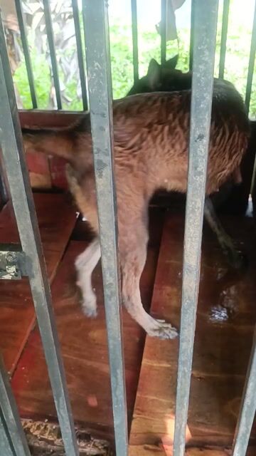 Chó Malinois Bỉ Nâu đen . Mua bán Chó tại Thành phố Thủ Đức Tp Hồ Chí Minh được đăng bởi Bùi Thùy hình 1