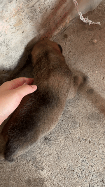 Chó cỏ chưa tiêm cần tặng. Mua bán Chó tại Quận 12 Tp Hồ Chí Minh được đăng bởi Tên chưa cung cấp hình 1