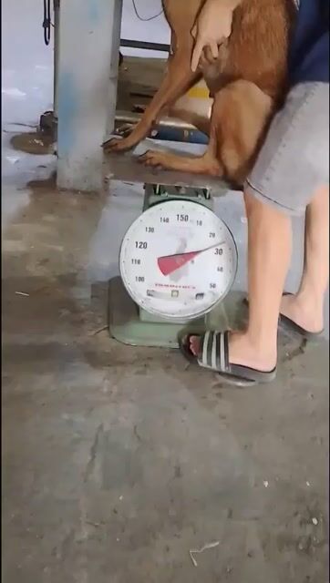 Chó Malinois cái 18/12/2023. Mua bán Chó tại Thành phố Thuận An Bình Dương được đăng bởi Phan Tuấn Du hình 1