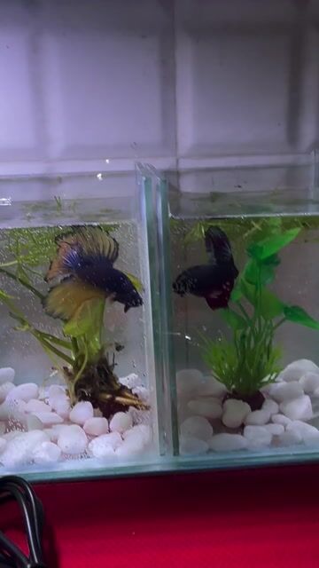 Cá Betta Đen Vàng 2 con. Mua bán Thú cưng khác tại Huyện Cai Lậy Tiền Giang được đăng bởi Nguyễn Thanh Tiểu Hàm hình 1