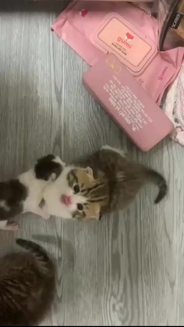 Mèo tai cụp Tabby trắng vàng hổ chân lùn. Mua bán Mèo tại Quận Hoàng Mai Hà Nội được đăng bởi Gia Linh hình 1