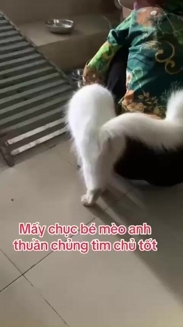 Mèo Anh thuần chủng 💚❤️💛 đủ màu , đủ giá. Mua bán Mèo tại Quận 8 Tp Hồ Chí Minh được đăng bởi Cửa Hàng Thanh Lý Đồ Cũ Mới hình 2