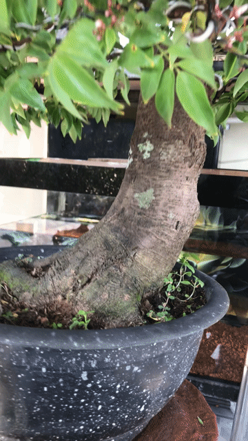 Cây cảnh Khế Nhật Bonsai. Mua bán Cây cảnh, đồ trang trí tại Huyện Chợ Lách Bến Tre được đăng bởi Loan Phạm hình 1