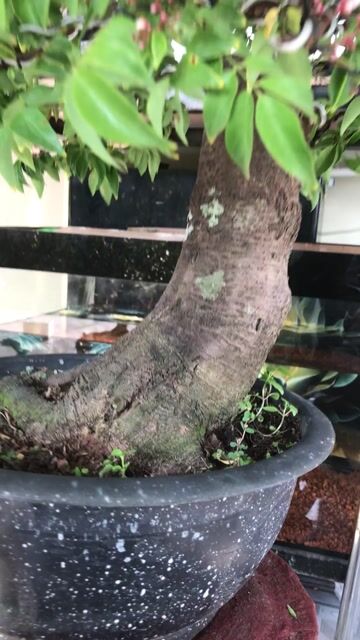 Cây cảnh Khế Nhật Bonsai. Mua bán Cây cảnh, đồ trang trí tại Huyện Chợ Lách Bến Tre được đăng bởi Loan Phạm hình 1