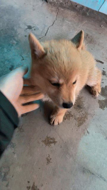 Chó Shiba Cái Gần 2 tháng Vàng, trắng Thuần chủng. Mua bán Chó tại Huyện Nghi Xuân Hà Tĩnh được đăng bởi Bảo An hình 1