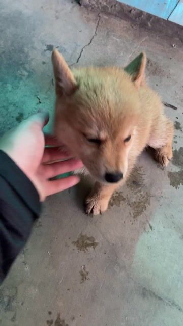 Chó Shiba Cái Gần 2 tháng Vàng, trắng Thuần chủng. Mua bán Chó tại Huyện Nghi Xuân Hà Tĩnh được đăng bởi Bảo An hình 1