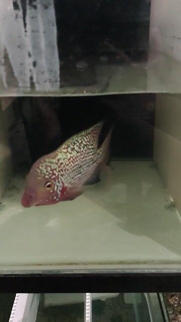 Cá La Hán Cái Thái Lan Đỏ Trắng. Mua bán Thú cưng khác tại Quận Cẩm Lệ Đà Nẵng được đăng bởi Mun hình 1