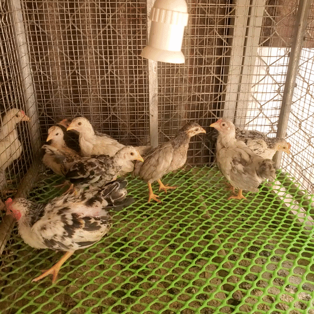 Gà tre Đa sắc 8 con. Mua bán Gà tại Huyện Tân Hiệp Kiên Giang được đăng bởi Ha DANG hình 1