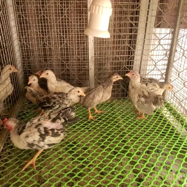 Gà tre Đa sắc 8 con. Mua bán Gà tại Huyện Tân Hiệp Kiên Giang được đăng bởi Ha DANG hình 1