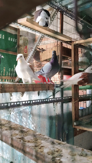 Chim bồ câu lứa con huấn luyện sinh sản. Mua bán Chim tại Quận 11 Tp Hồ Chí Minh được đăng bởi Huỳnh Phát hình 1