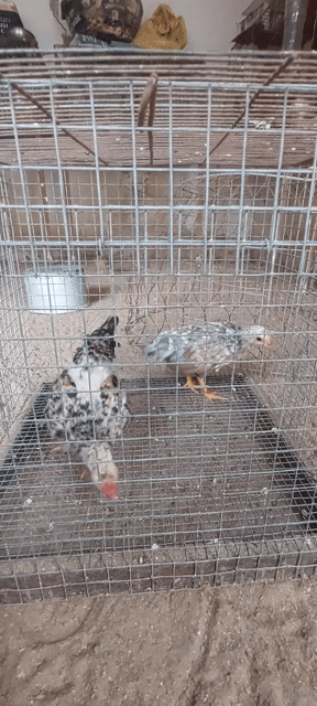 Gà tre Bắc Xám bông cú 3 tháng. Mua bán Gà tại Huyện Hóc Môn Tp Hồ Chí Minh được đăng bởi Lê ngọc Tuấn hình 1
