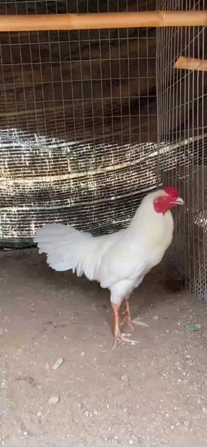 Gà Mỹ trống màu vàng nhạt. Mua bán Gà tại Huyện Châu Đức Bà Rịa - Vũng Tàu được đăng bởi Nguyên quan truong hình 1