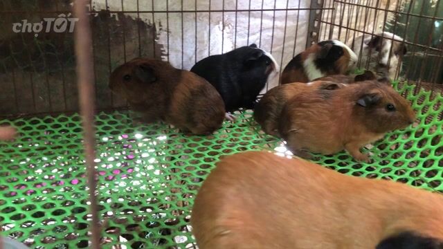 Bọ Ú Việt - bọ Ame. Mua bán Thú cưng khác tại Quận Ninh Kiều Cần Thơ được đăng bởi Luong Thi Cam My hình 1