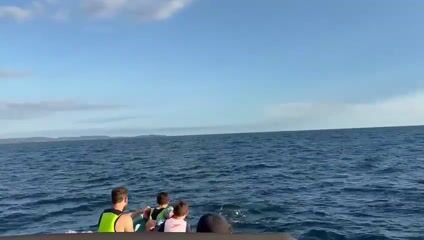 Snorkeling Boat Tour for up to 9 Guests