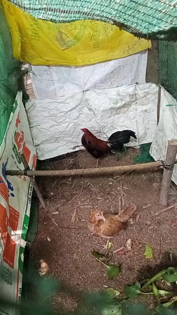 Gà tre Siu Mỹ mua trống tặng mái . Mua bán Gà tại Huyện Châu Thành Hậu Giang được đăng bởi Huynh Khang hình 1