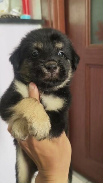 Chó Rottweiler lai . Mua bán Chó tại Quận Gò Vấp Tp Hồ Chí Minh được đăng bởi Mĩ Diệu hình 1