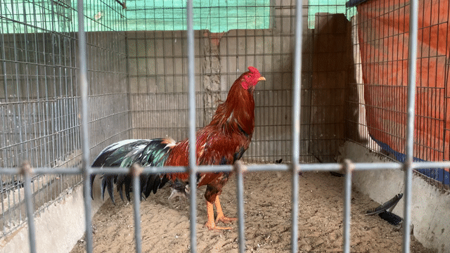 4 con gà 8th trạng 3kg hơn. Mua bán Gà tại Huyện Thống Nhất Đồng Nai được đăng bởi 5 Gà hình 1