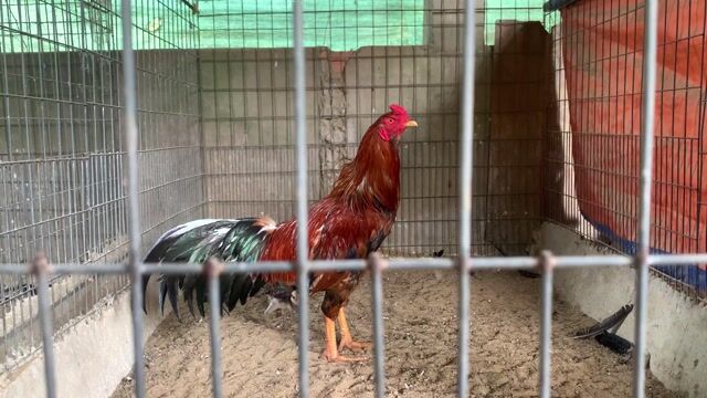 4 con gà 8th trạng 3kg hơn. Mua bán Gà tại Huyện Thống Nhất Đồng Nai được đăng bởi 5 Gà hình 1