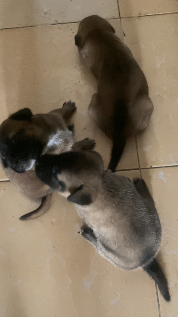 Chó Cún cỏ đực cái 6 con. Mua bán Chó tại Thị xã Long Mỹ Hậu Giang được đăng bởi Vs Đại Phát hình 1