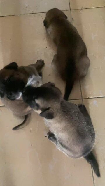 Chó Cún cỏ đực cái 6 con. Mua bán Chó tại Thị xã Long Mỹ Hậu Giang được đăng bởi Vs Đại Phát hình 1