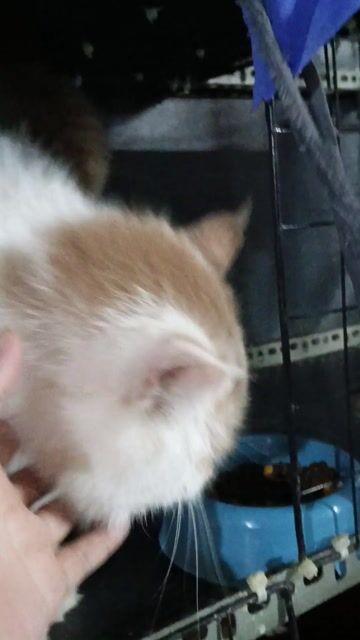 Mèo ALD đực hơn 1 tuổi. Mua bán Mèo tại Quận 12 Tp Hồ Chí Minh được đăng bởi Xoanguyen hình 1