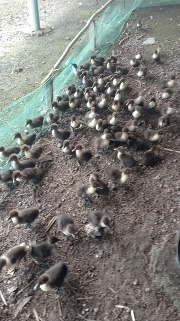 Vịt xiêm con nha mọi người . Mua bán Thú cưng khác tại Huyện Phước Long Bạc Liêu được đăng bởi Lê Cường hình 1