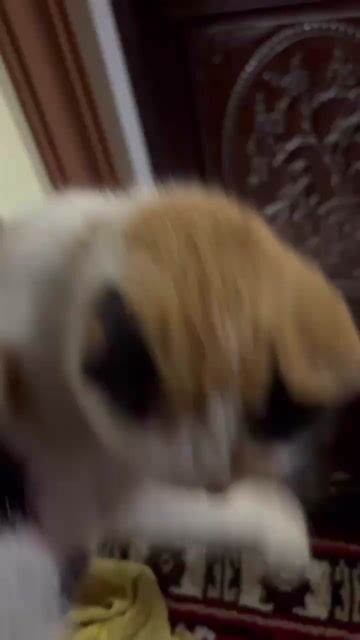 Mèo tai cụp Mini Tam thể. Mua bán Mèo tại Huyện Hoài Đức Hà Nội được đăng bởi Mèo Vàng màu Đen hình 1